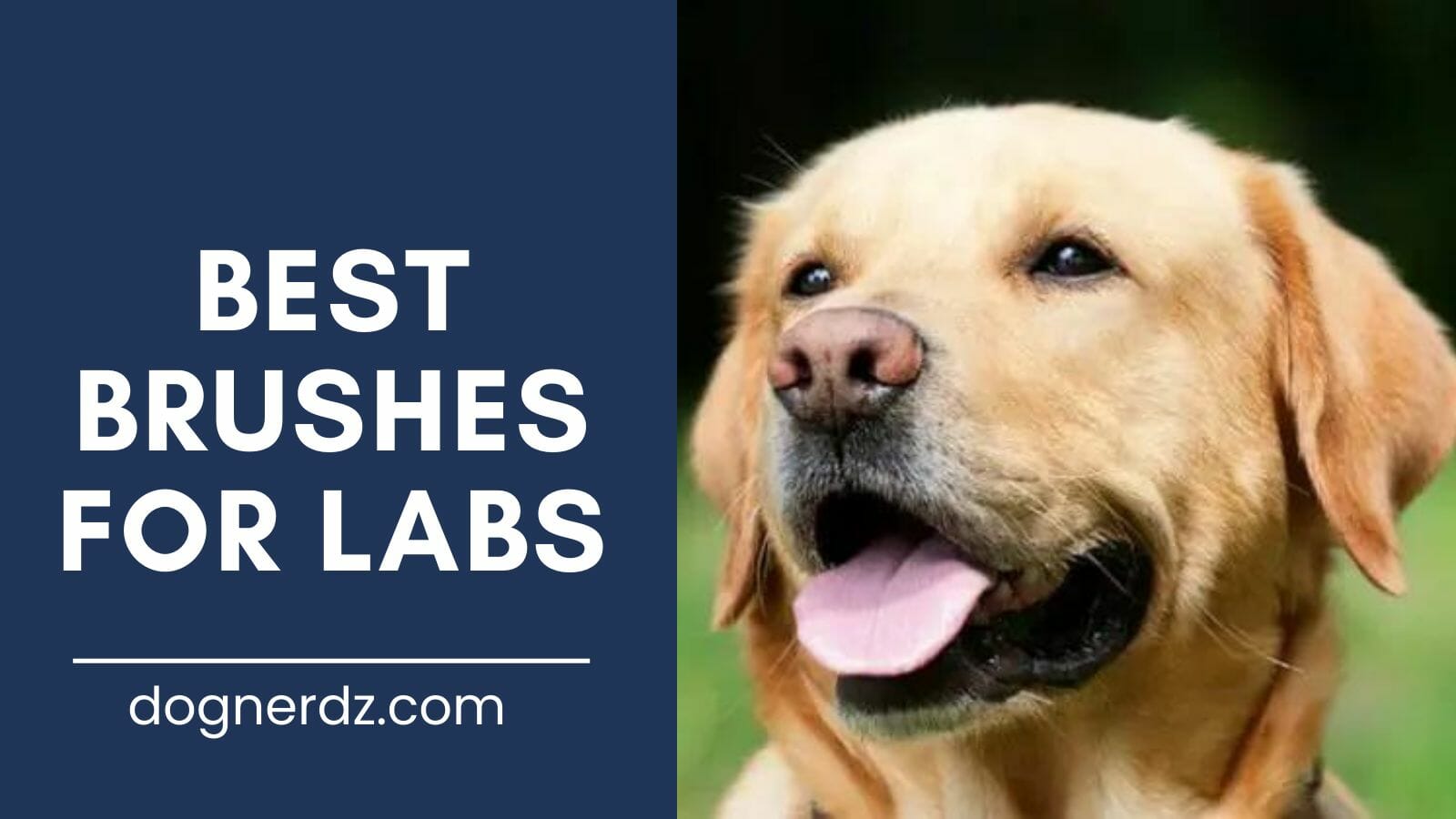 review of best brushes for labs