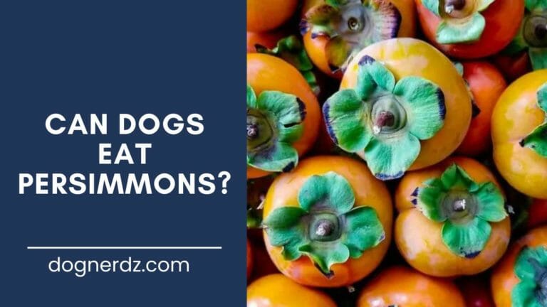 Can Dogs Eat Persimmons?