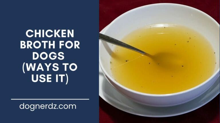 Chicken Broth for Dogs (Ways to Use It)