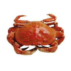 Crab on a white background