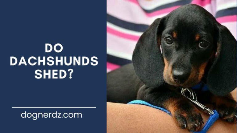guide for do dachshunds shed