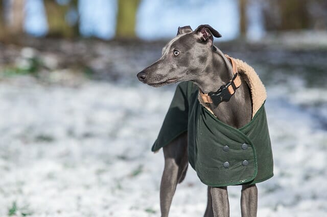 whippet dog with a coat