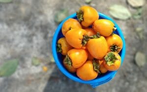 persimmons in a blue bowl