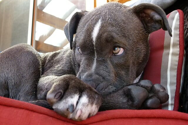 pitbull puppy that needs a regular vet visit