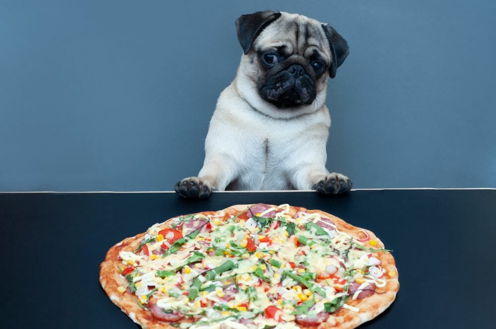 How We Picked Our Top 10 Weight Loss Dog Foods
