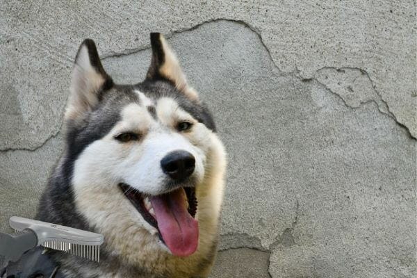 A Buyer's Guide On Brushes For Huskies