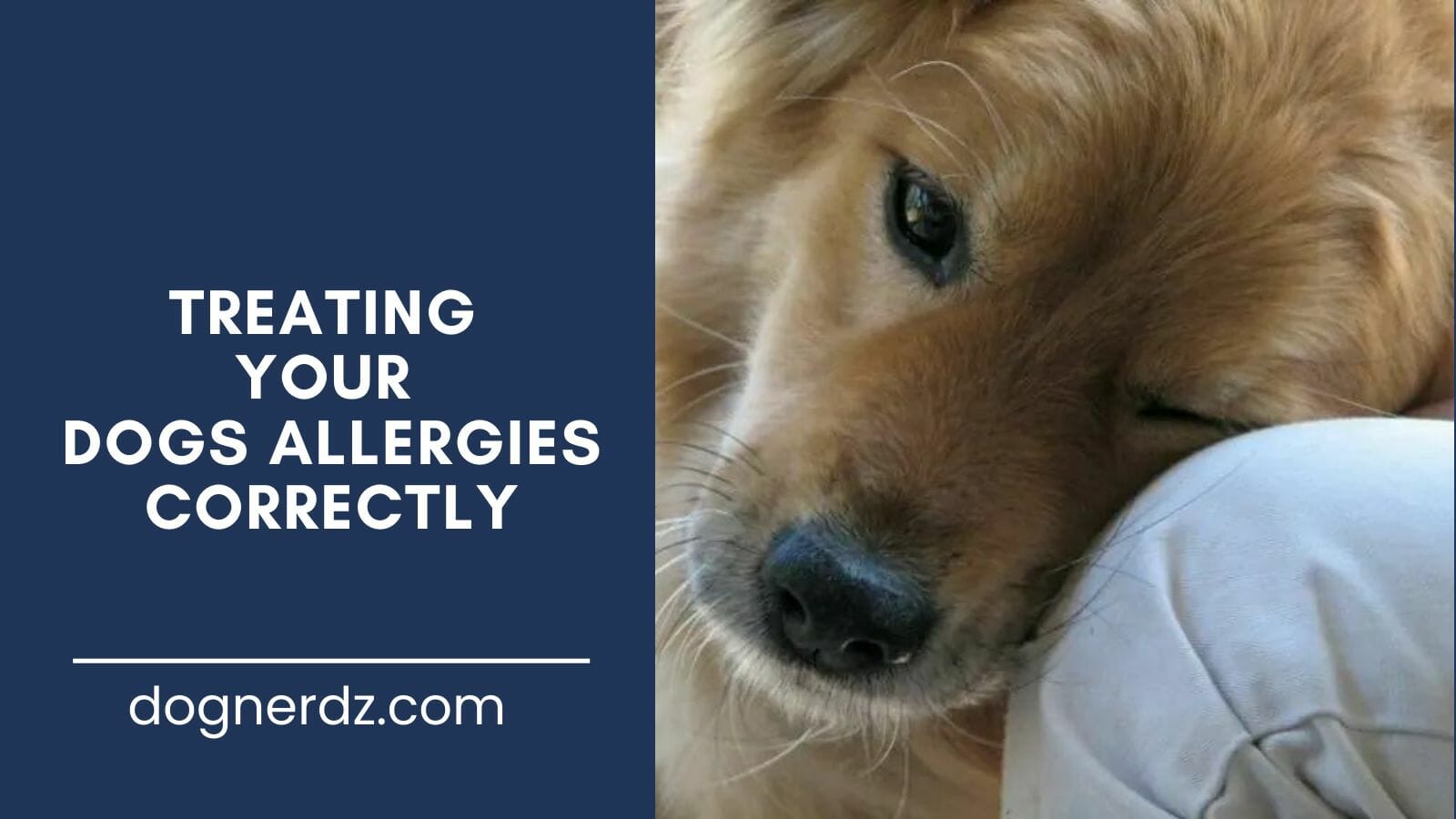 guide on treating your dogs allergies correctly