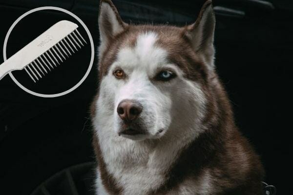 wide-toothed comb is used for the husky