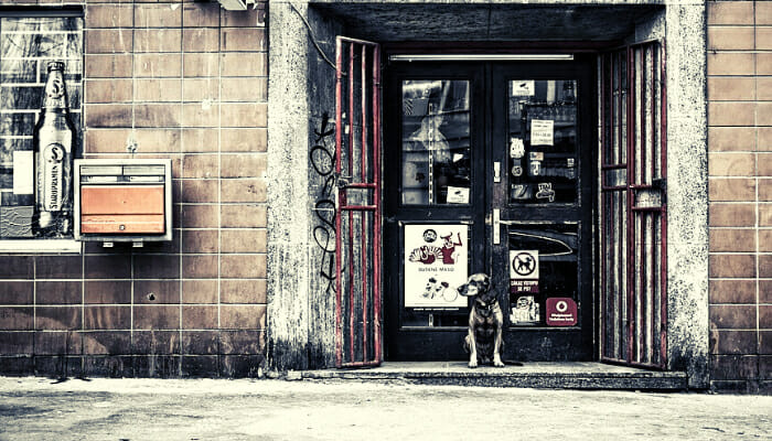 A dog outside a store's door