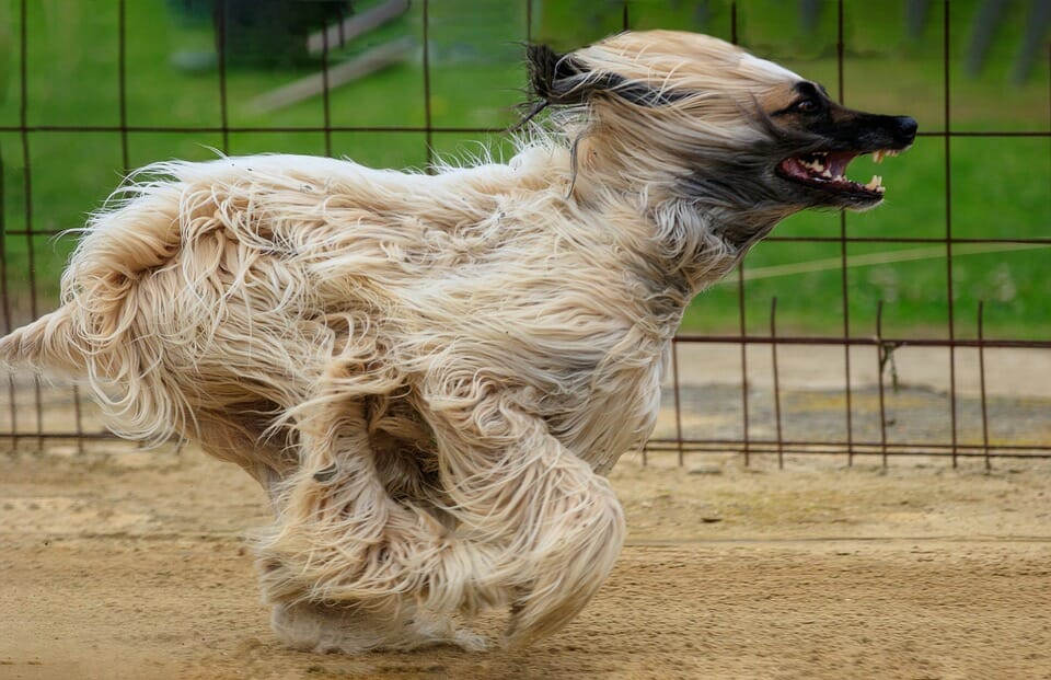 Other Breeds That Can Run Fast