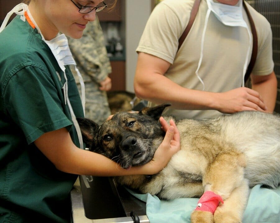 A light brown dog in a vet clinic