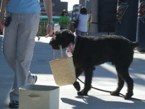 Dog obedience training using a basket