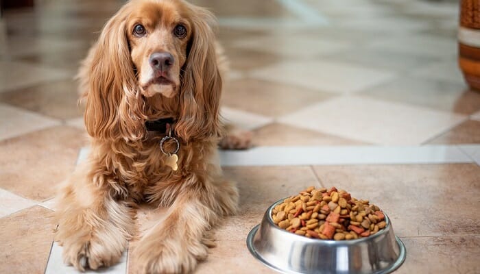 How to Tell if Dry Dog Food is Bad