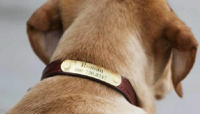 Best Vibrating Dog Training Collar in 2022