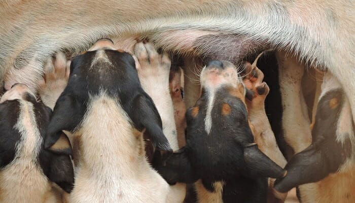 Mommy dog feeding puppies through her nipples