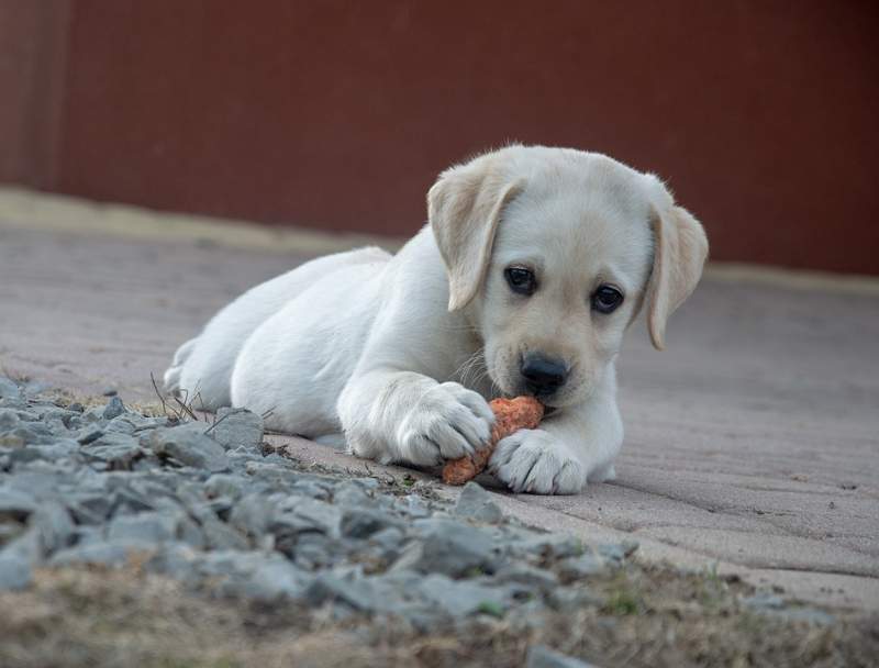 Puppy eating carrot rich in Vitamin E