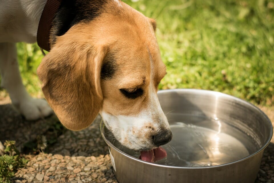 How to Get a Dog to Drink Water Temporarily