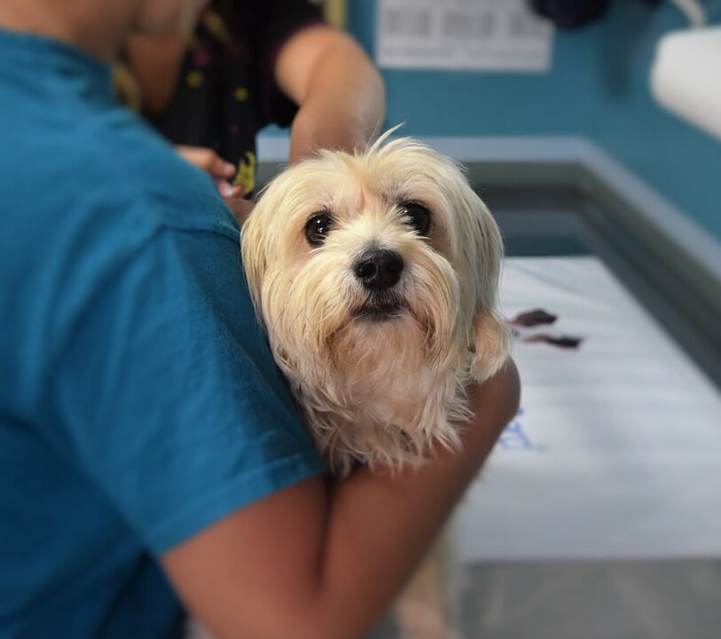 White furry dog held by a veterinarian