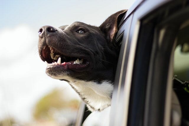 anxious dog rides a car