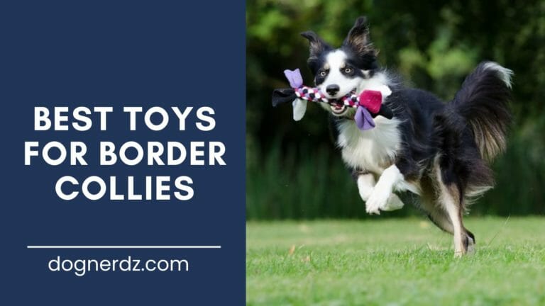 Top 10 Best Toys for Border Collies in 2022