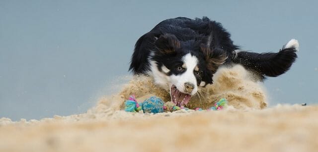 border collie playing best toy