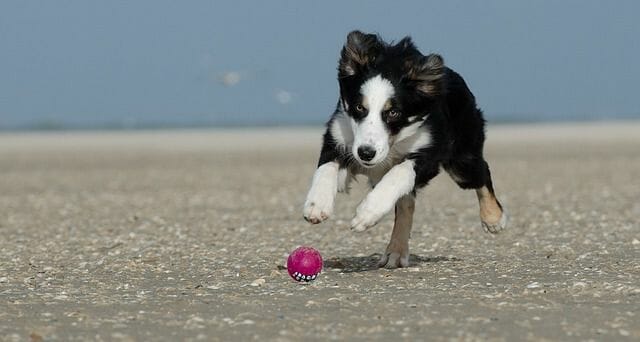 border collie personality playing ball launcher