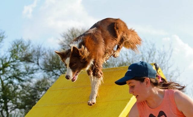 border collie playing with a woman's supervision