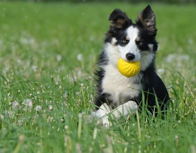 border collie playing with chew toys
