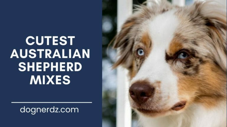 15 Cutest Australian Shepherd Mixes