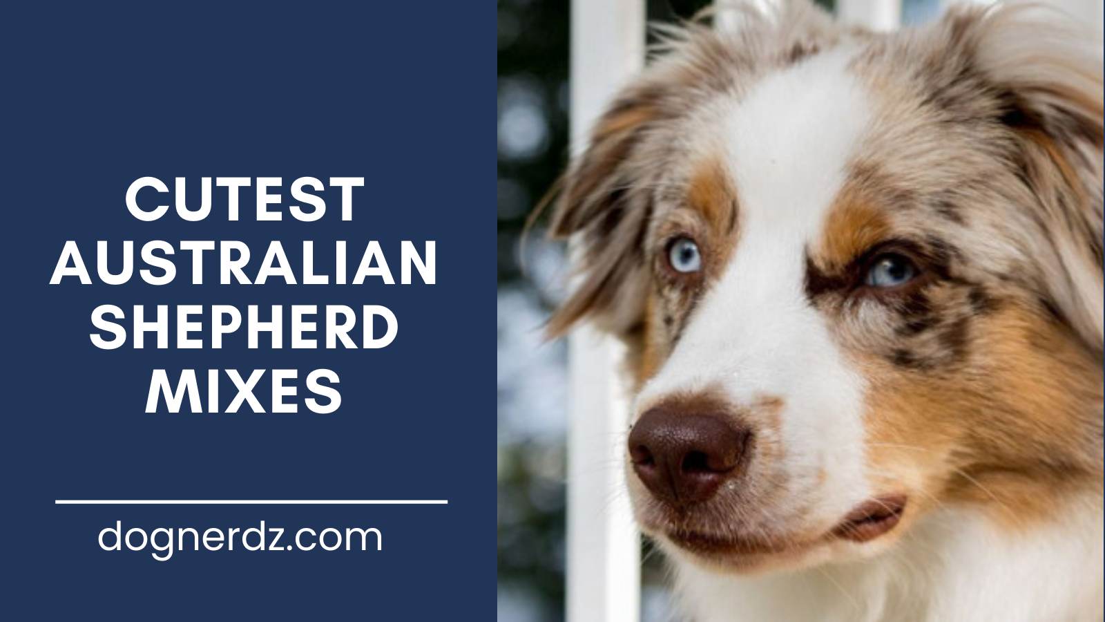 guide on cutest australian shepherd mixes