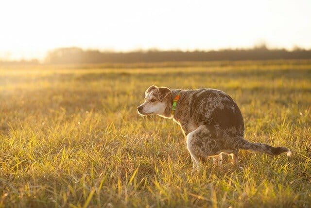The Gland Plan: Making Sure Your Dog's Anal Glands Are Emptying Properly