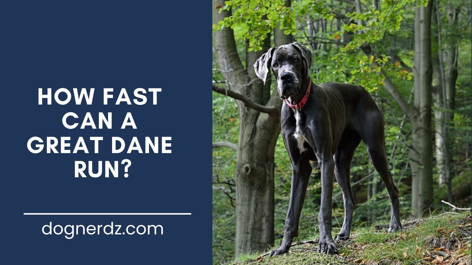 guide on how fast can a great dane run
