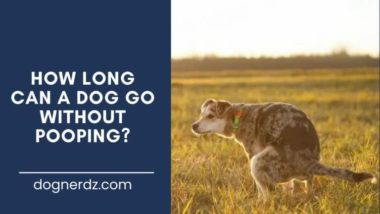 guide on how long can a dog go without pooping