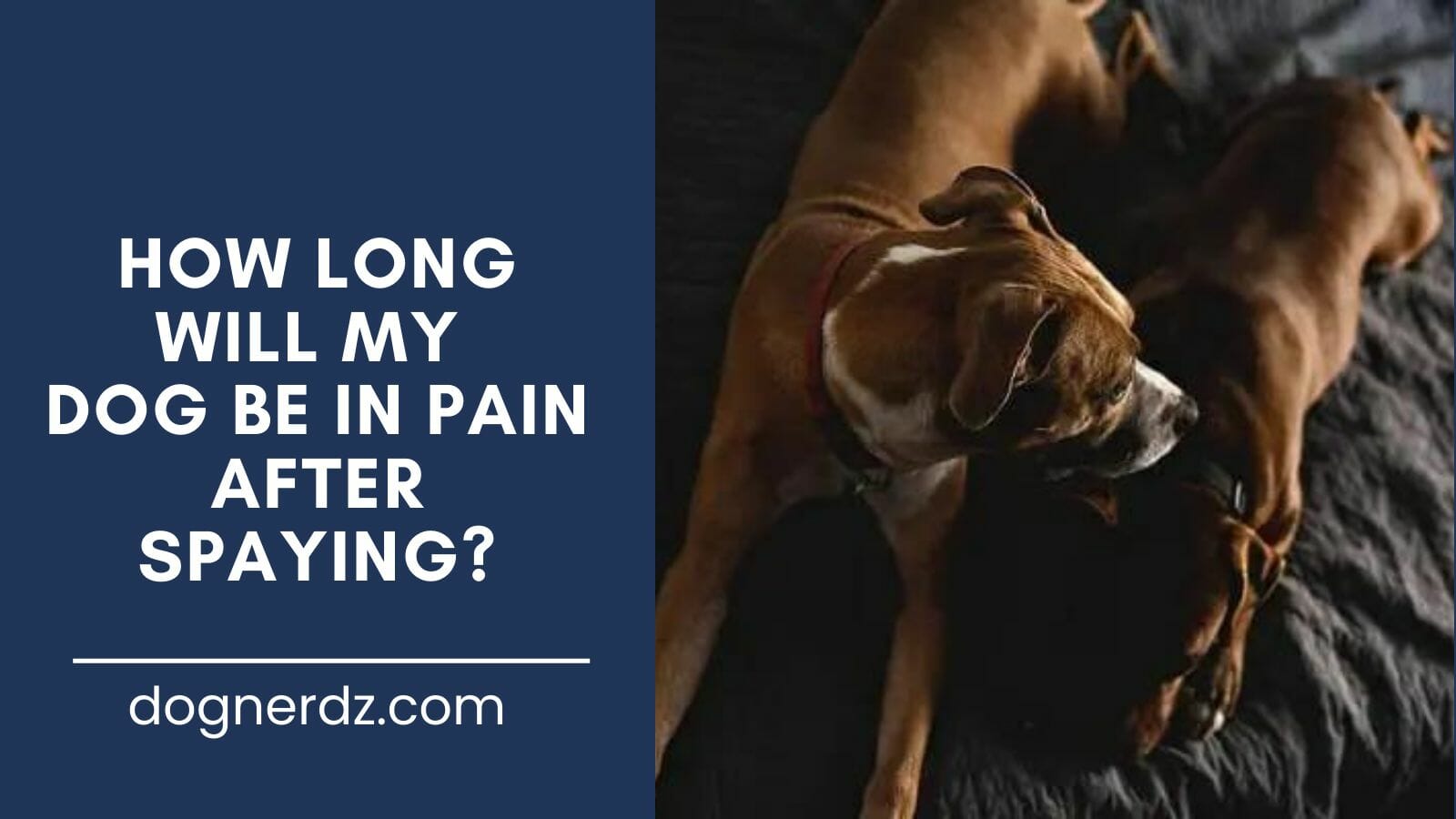 guide on how long will my dog be in pain after spaying