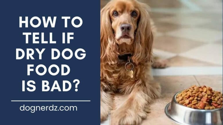 e on how to tell if dry dog food is bad