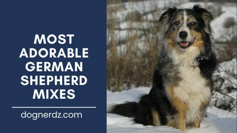 guide on most adorable german shepherd mixes
