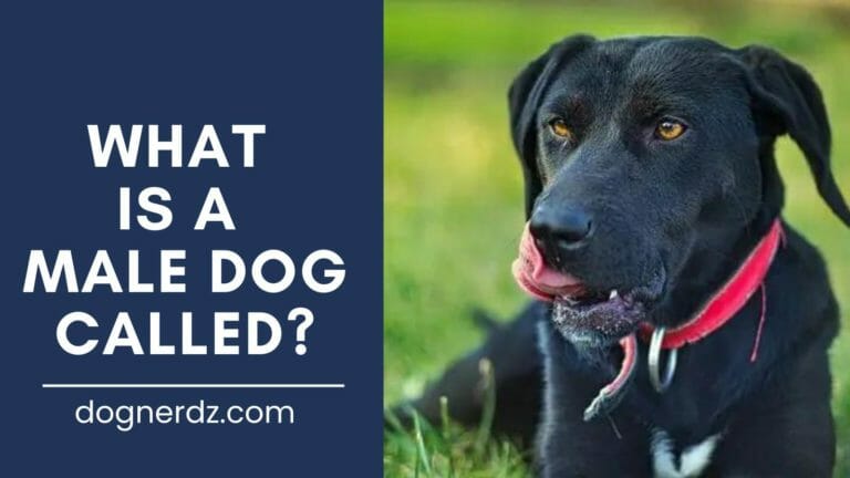 What is a Male Dog Called?