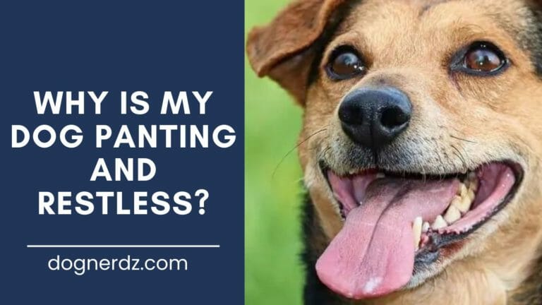 Why is My Dog Panting and Restless?
