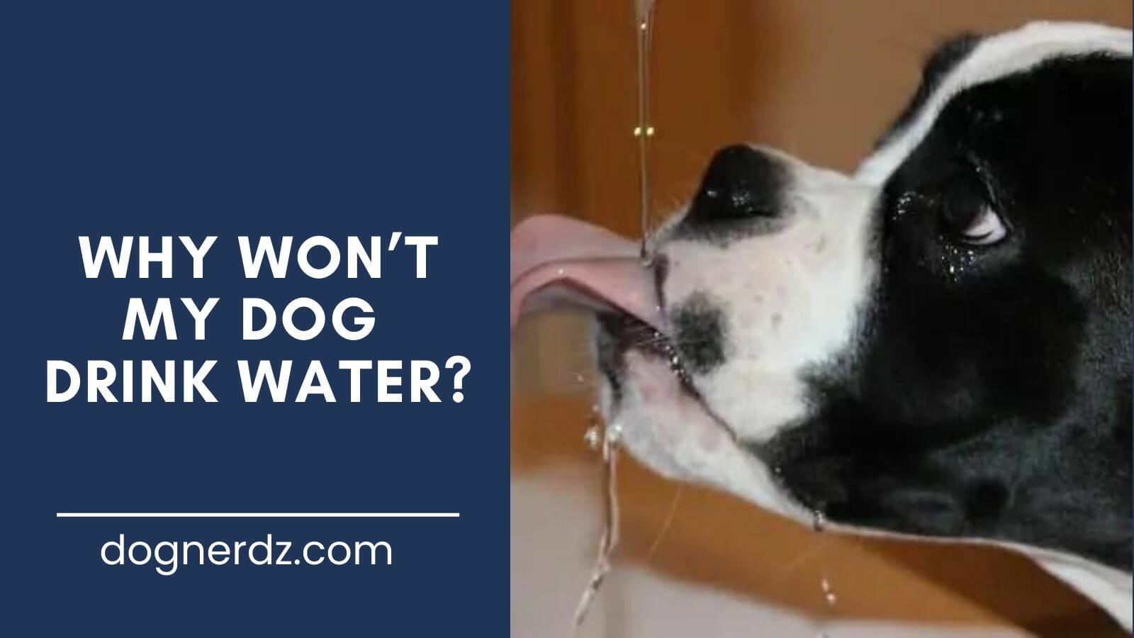 guide on why won’t my dog drink water