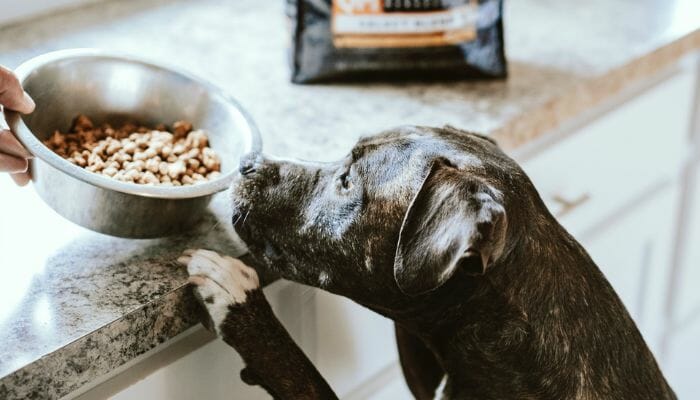 What to Look for in Dog Food