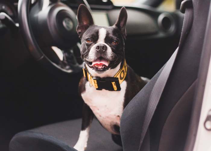 12 Best Car Seat Belts for Dogs in 2022: For Safe and Happy Car Rides With Your Furry Friend