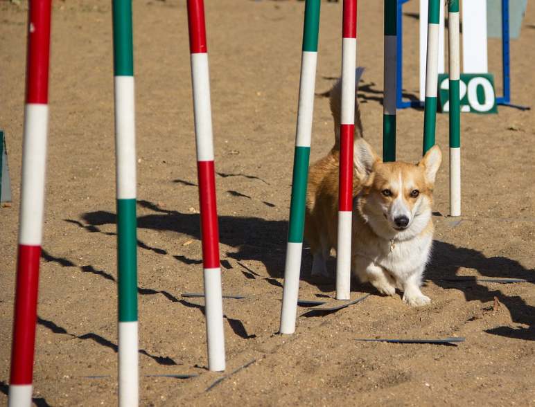 Corgis are also known to be super fast runners