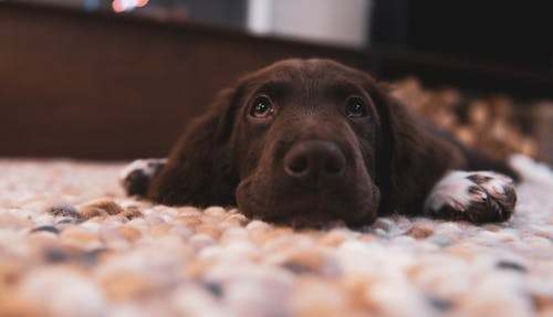Chocolate labrador retriever puppy on floor