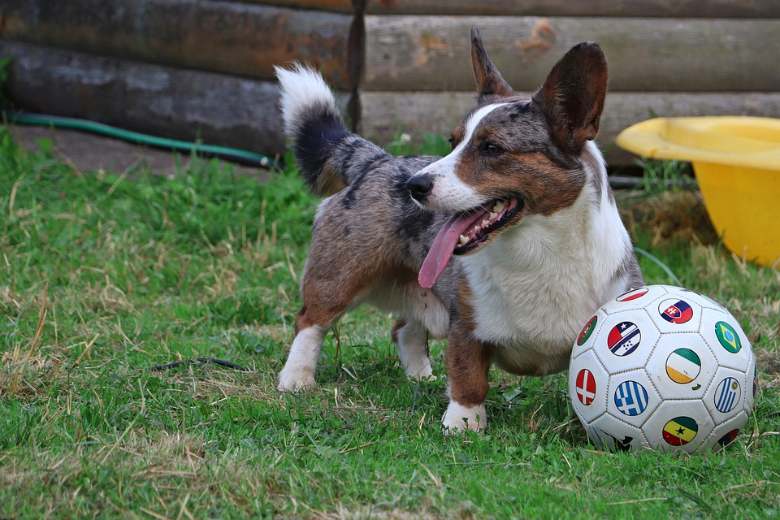 corgi with a healthy weight and always playing lively
