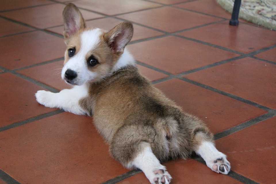 Is Splooting for Corgis Only?