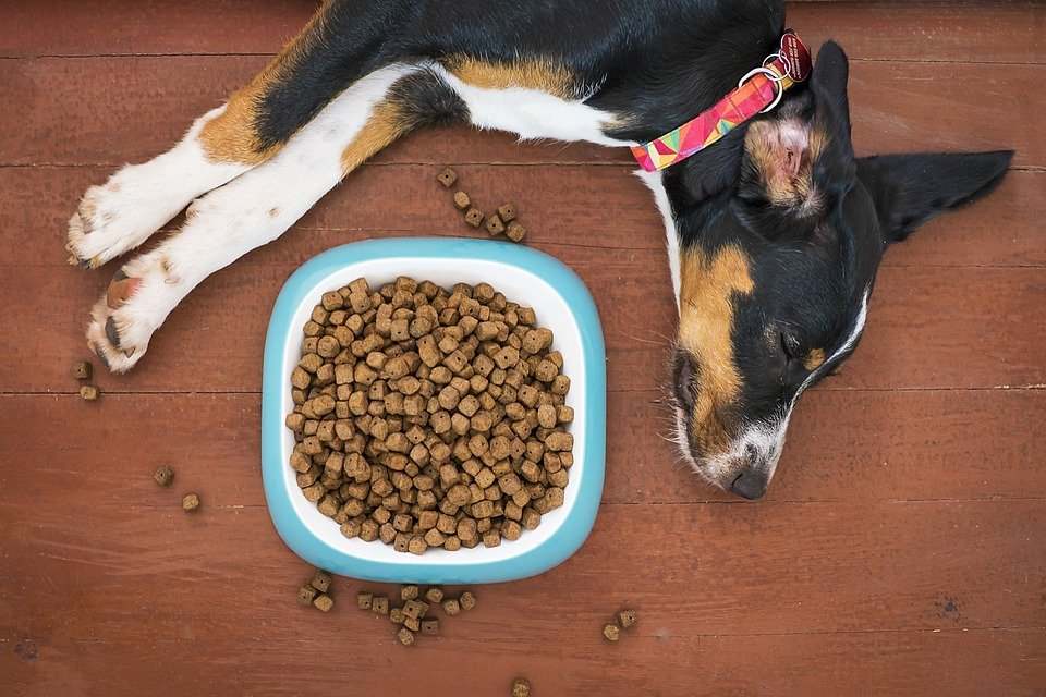 Dog food bowl beside a sleeping dog