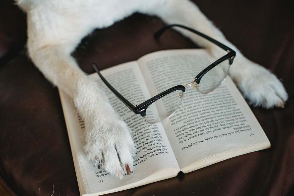 Dog putting paw on book with eyeglasses