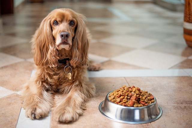English cocker spaniel beside a clean bowl of dog food