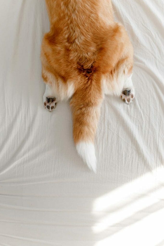 dog full splooting on a bed