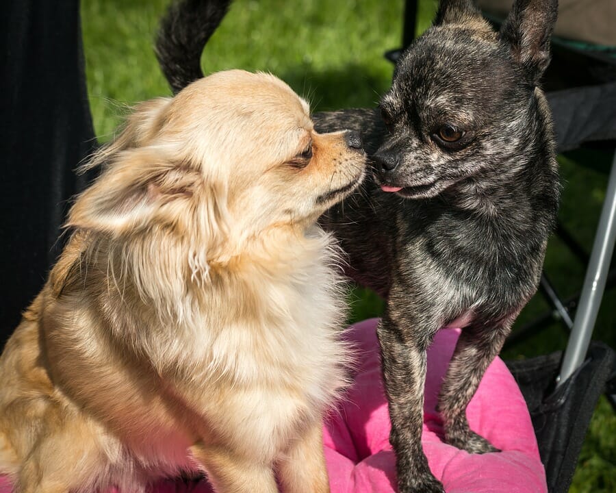 A brown looking chihuahua being mindful of another dog